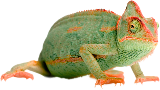 Chameleon representing camouflaged learning
